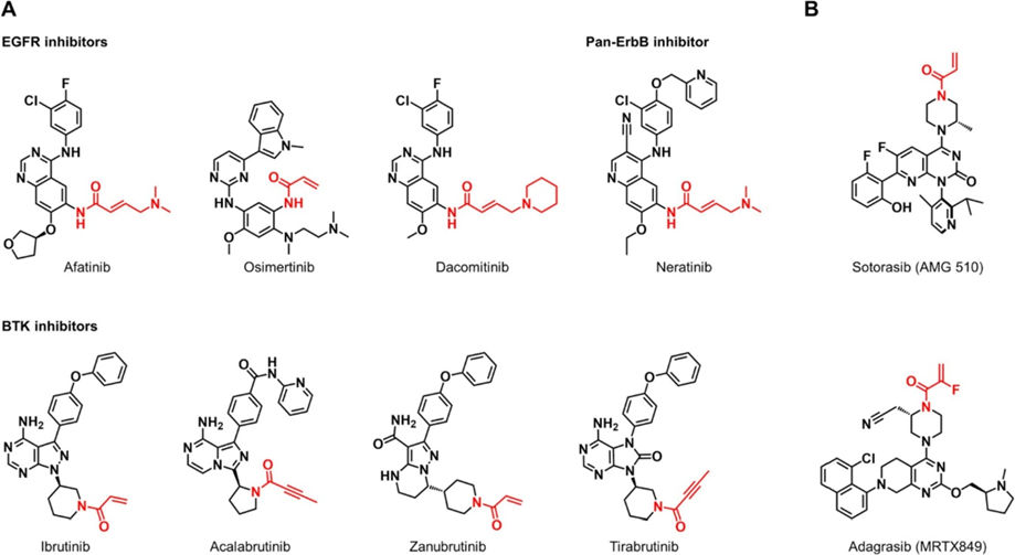图1丙烯酰胺为靶头的共价抑制剂(A) 临床批准的不可逆酪氨酸激酶抑制剂的化学结构(B) KRAS G12C抑制剂的化学结构