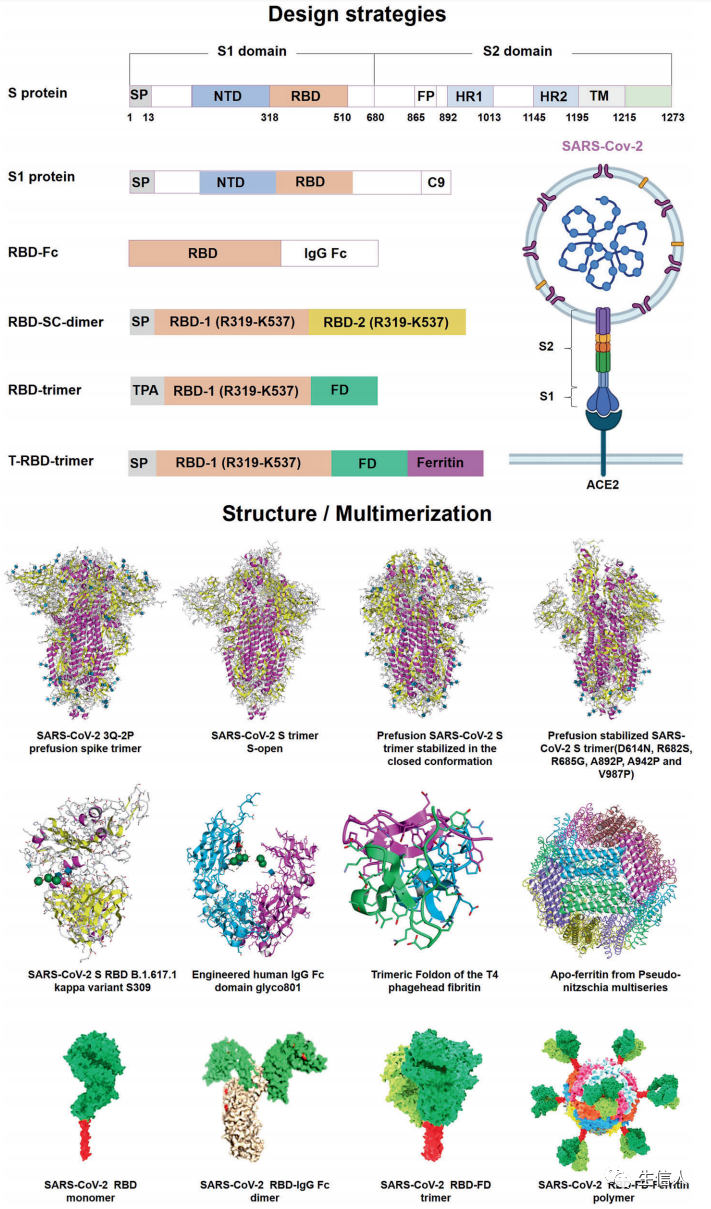 图9. SARS-CoV-2 mRNA抗原免疫原性及疫苗设计