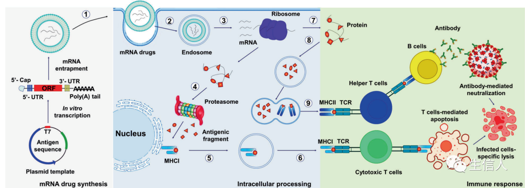 图8. mRNA药物利用疾病特异性靶向抗原策略诱导免疫