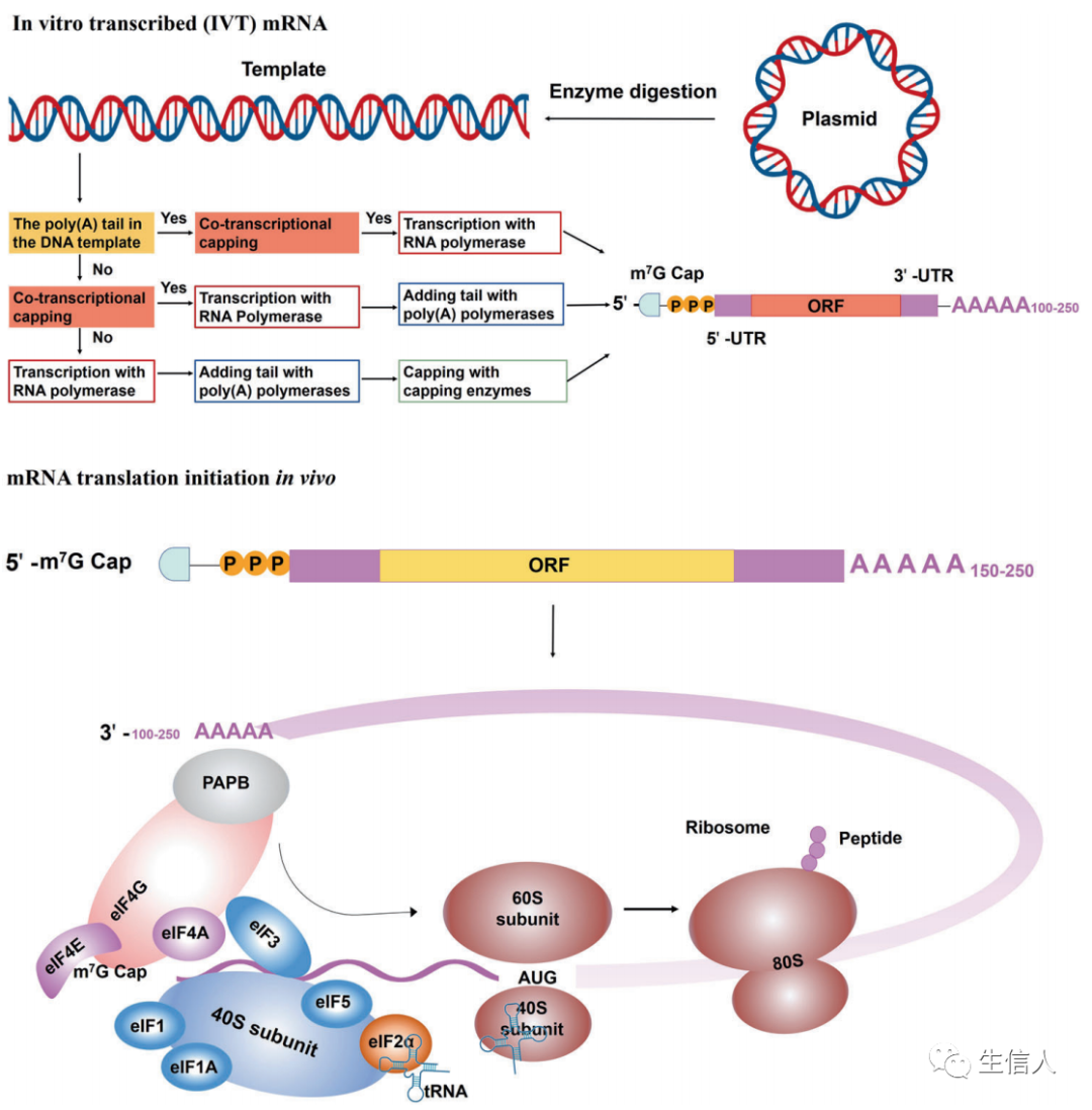图3. 体外转录(IVT) mRNA及翻译起始