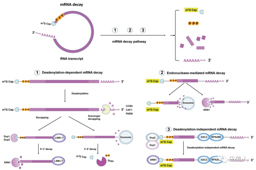 图4. mRNA衰变的机制