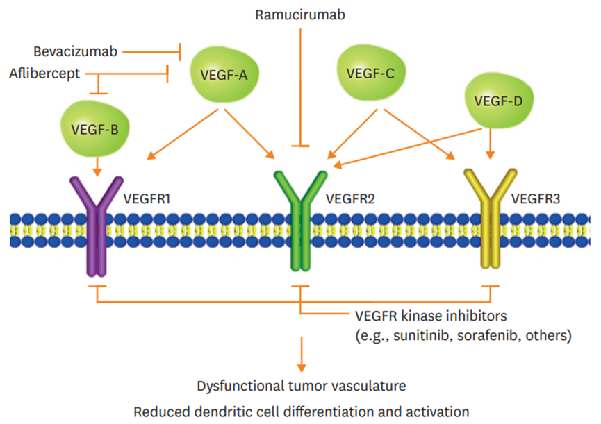 图1. VEGF/VEGFR信号传导和获批的靶向药物