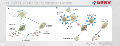 CAR-T疗法抑制B细胞成熟及自身免疫抗体产生的作用机制