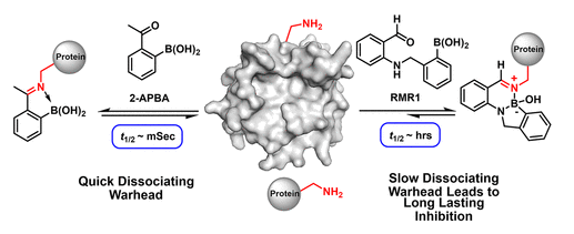新型二氮杂硼酸可逆共价抑制剂
