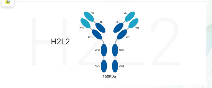 H2L2转基因小鼠的全人源抗体（H2L2）结构