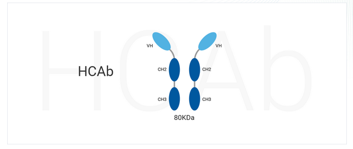 HCAb转基因小鼠产生的全人源重链抗体（HCAb）结构