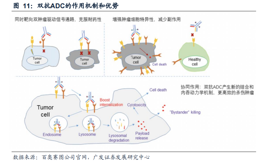 双抗ADC的作用机制和优势