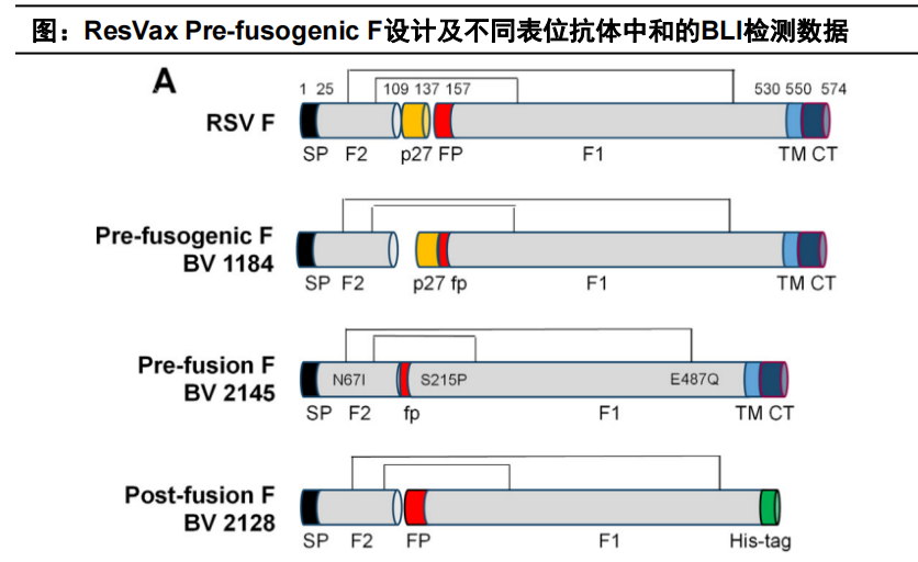 ResVax Pre-fusogenic F设计及不同表位抗体中和的BLI检测数据