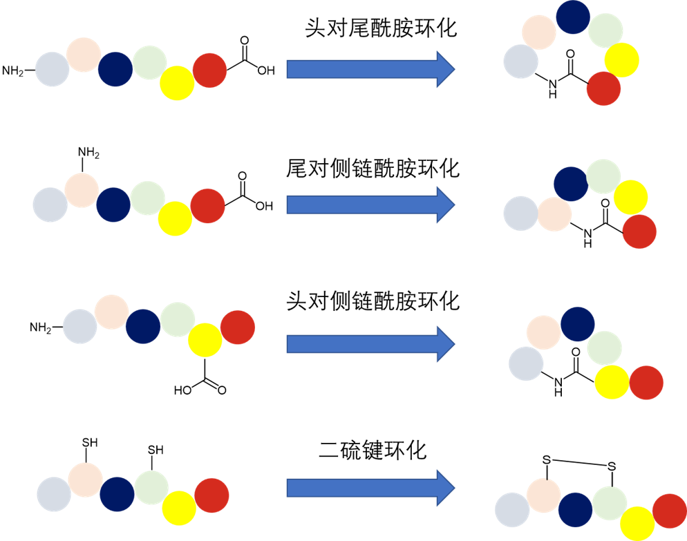 多肽环化模式示意图