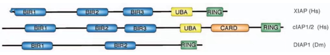 IAP蛋白的结构域组织