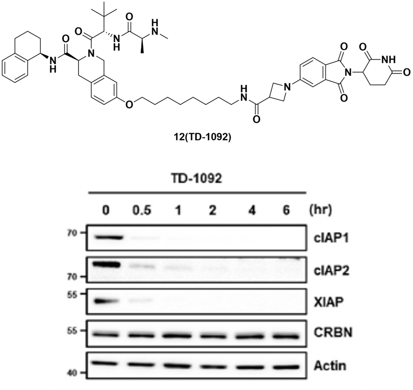 化合物12（TD-1092）的结构和降解活性
