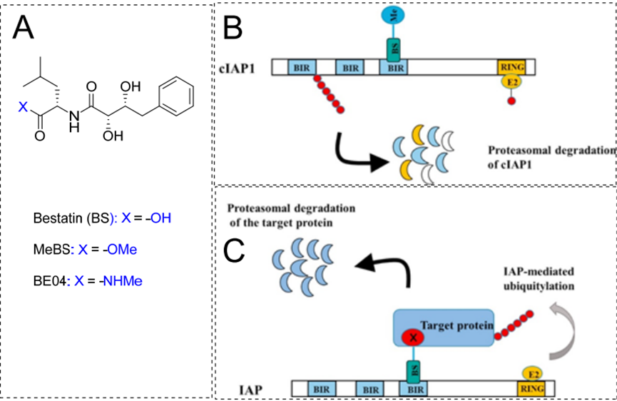 （A）乌苯美司及其衍生物的分子结构；（B）报道的cIAP降解机制；（C） SNIPERs作用机制