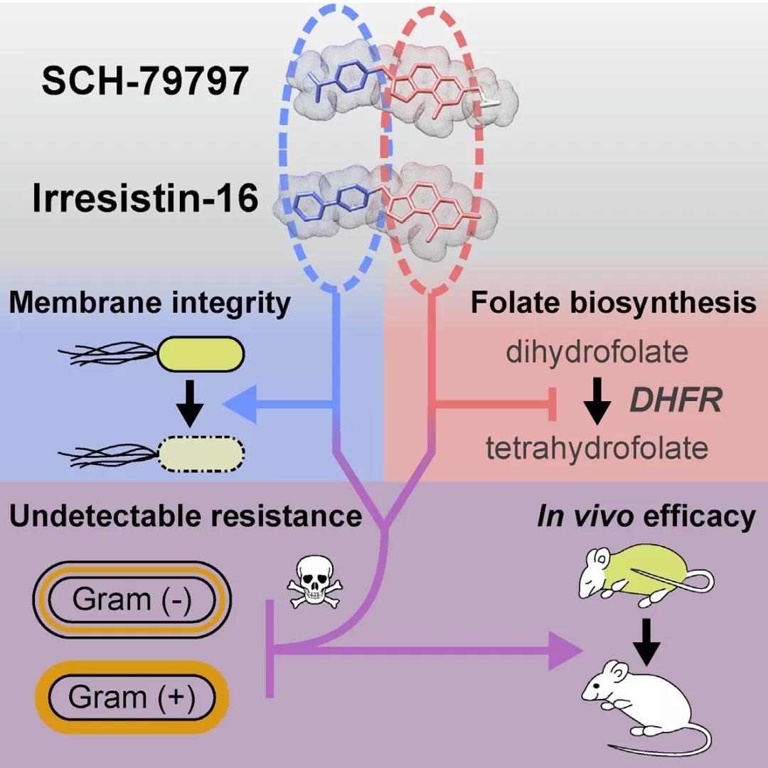 SCH-79797 具有两个独立的细胞靶点，即叶酸代谢和细菌膜完整性，并且在杀死 MRSA 持久性方面优于其它联合治疗
