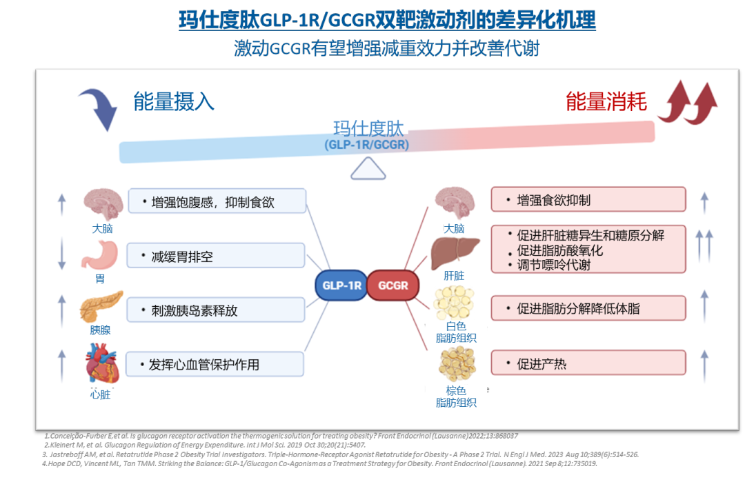 瑪仕度肽機制圖