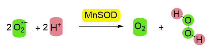 SOD（超氧化物歧化酶）催化超氧化物分解为氧气与双氧水的反应