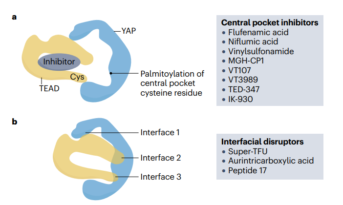 当前的治疗候选药物主要集中在间接抑制TEAD内部的口袋（比如VT3989）或者直接破坏YAP–TEAD蛋白质互动表面（比如诺华的IAG933）
