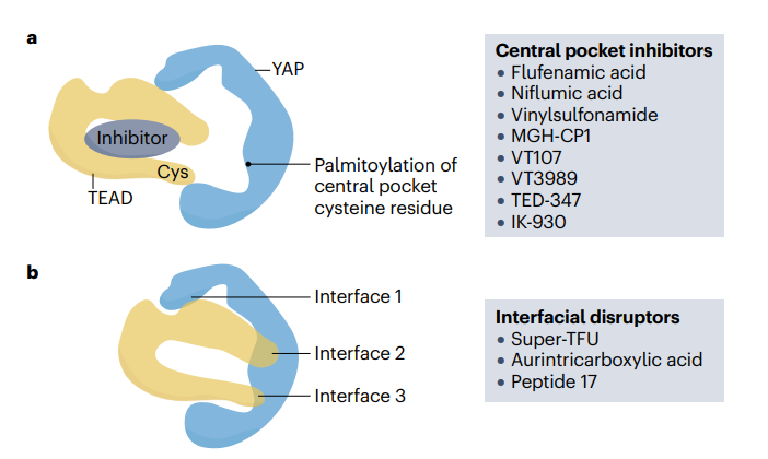 當(dāng)前的治療候選藥物主要集中在間接抑制TEAD內(nèi)部的口袋（比如VT3989）或者直接破壞YAP–TEAD蛋白質(zhì)互動(dòng)表面（比如諾華的IAG933）