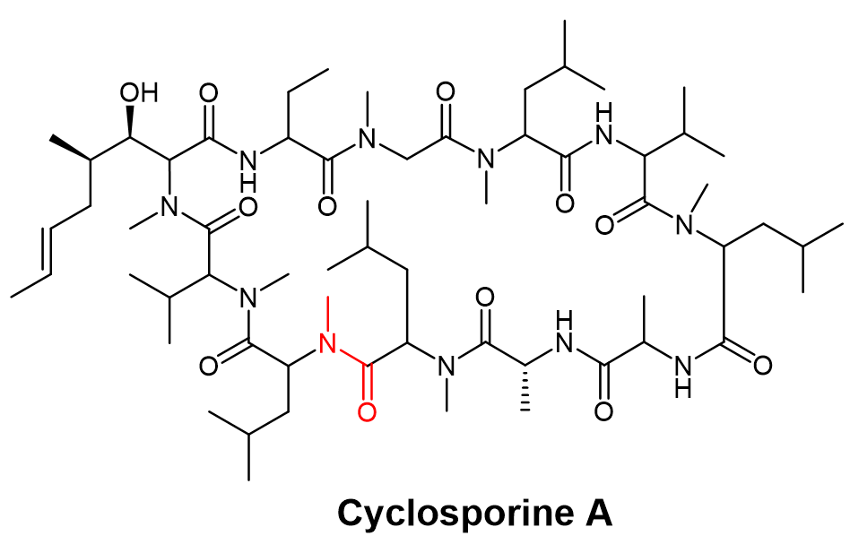 CsA化学结构（红色酰胺键为Me-Leu9-Me-Leu10主链肽键）