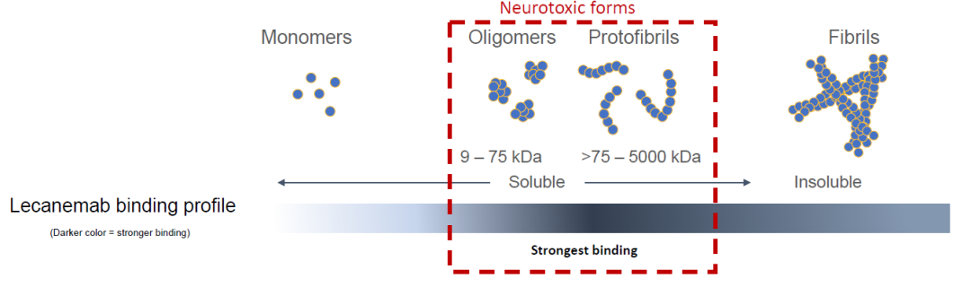 仑卡奈单抗既可选择性地与可溶性Aβ聚合物（原纤维）结合，也可以与Aβ斑块的主要成分不溶性的Aβ聚合物（纤维）结合，从而清除大脑中的Aβ原纤维和Aβ斑块。