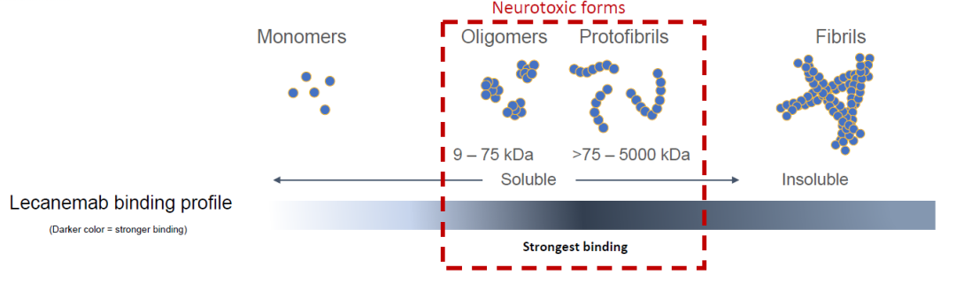 侖卡奈單抗既可選擇性地與可溶性Aβ聚合物（原纖維）結(jié)合，也可以與Aβ斑塊的主要成分不溶性的Aβ聚合物（纖維）結(jié)合，從而清除大腦中的Aβ原纖維和Aβ斑塊。