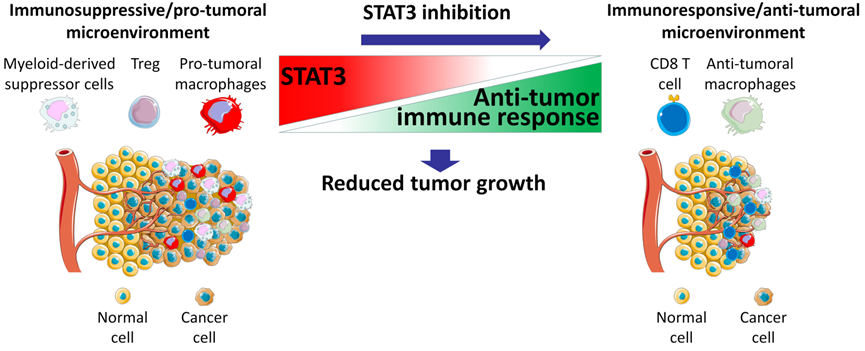 STAT3在肿瘤微环境中作用