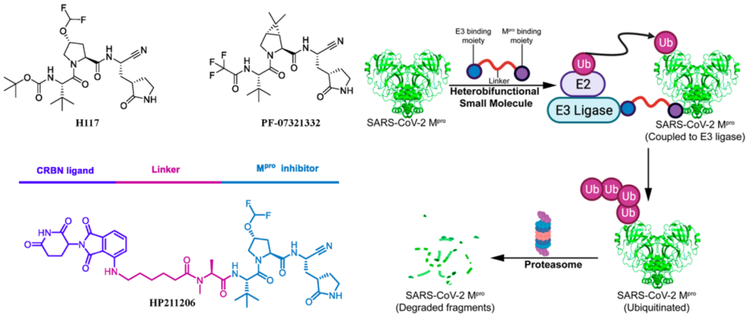 HP211206化学诱导的泛素蛋白酶体系统降解SARS-CoV-2 Mpro