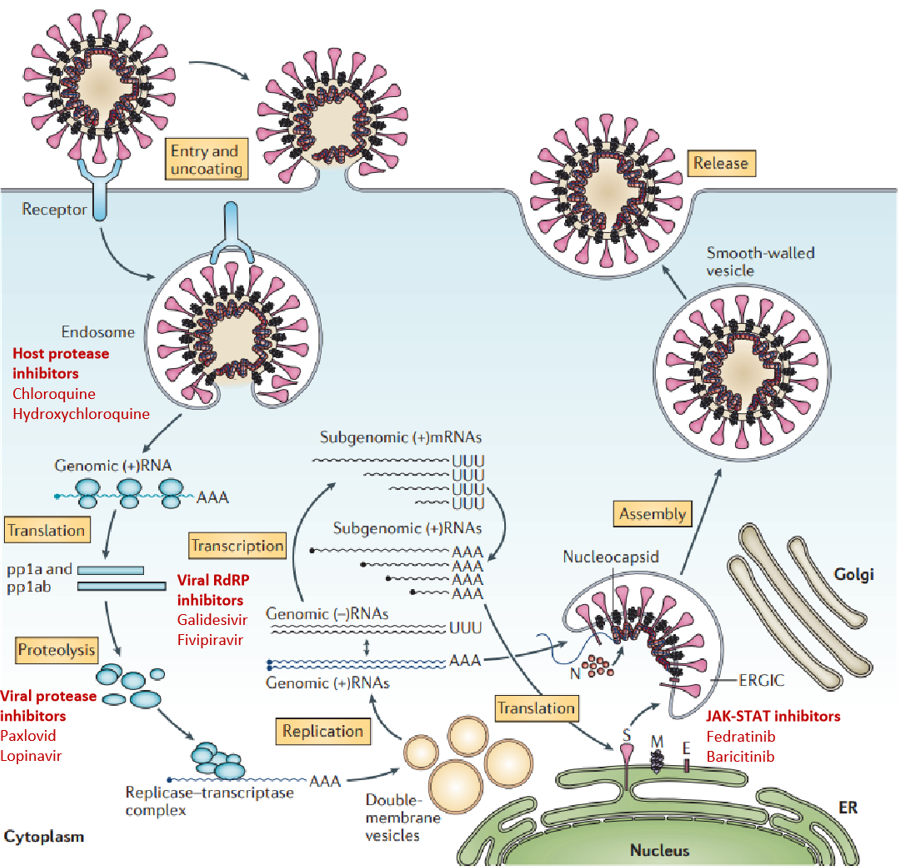 SARS-CoV-2 生命周期及有效抑制靶点