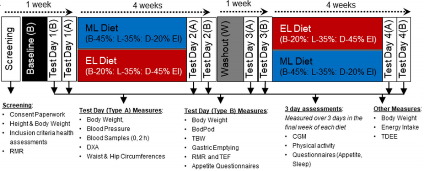 研究设计流程，基线 （B） 和清除 （W） 饮食作为能量摄入 （EI） 在早餐、午餐和晚餐之间平均分配（所有膳食的 EI 占 33%）。B和W期间的EI为1.5×静息代谢率。ML和EL减肥饮食期间的EI为1.0×静息代谢率。
