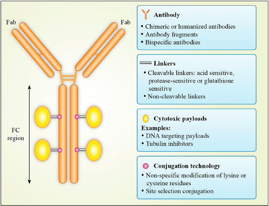 抗体偶联药物基本结构