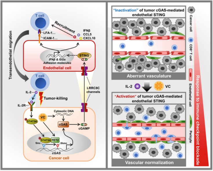 肿瘤中TET2-STAT5A-cGAS-内皮STING轴的活化介导了维生素C诱导的血管正常化和免疫细胞浸润