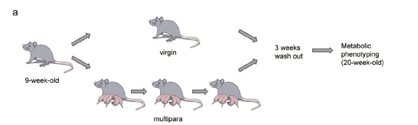  多产小鼠模型