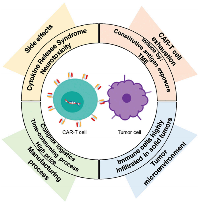 CAR-T细胞治疗面临的挑战，主要与副作用、毒性、T细胞耗竭和恶性肿瘤微环境（TME）有关。