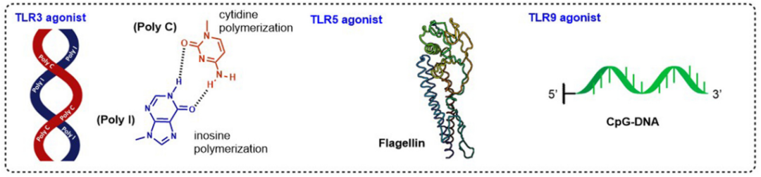 TLR3是一种细胞内识别系统，对病毒核酸（dsRNA、ssRNA和ssDNA）以及内源性双链RNA作出反应。