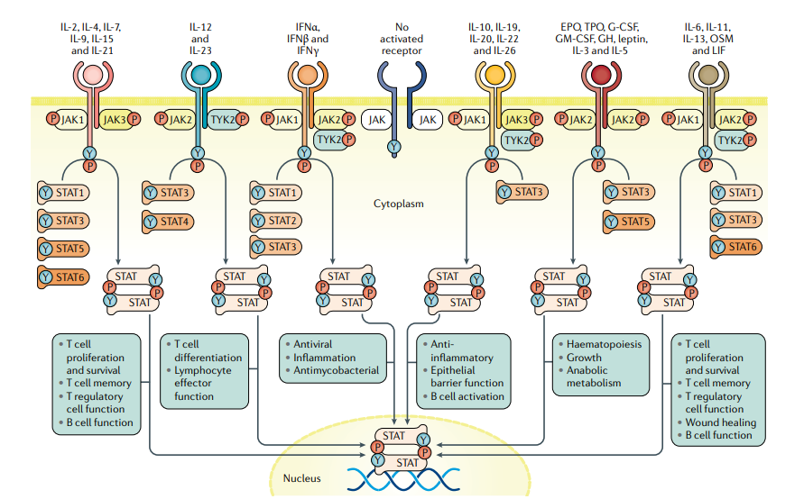作為JAK-STAT信號(hào)通路的核心，JAK參與了包括干細(xì)胞增殖、分化、凋亡以及免疫調(diào)節(jié)等在內(nèi)的多種重要生物學(xué)過程。
