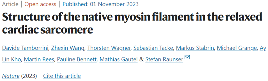 相关研究结果于2023年11月1日在线发表在Nature期刊上，论文标题为“Structure of the native myosin filament in the relaxed cardiac sarcomere”。