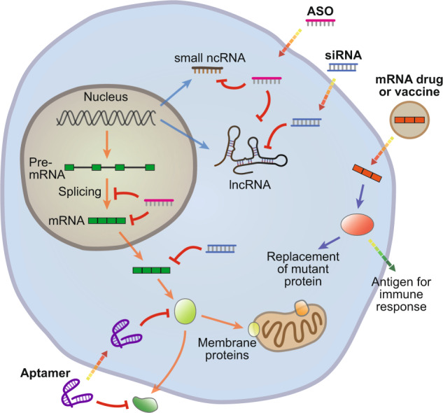 RNA疗法可以靶向多种细胞分子