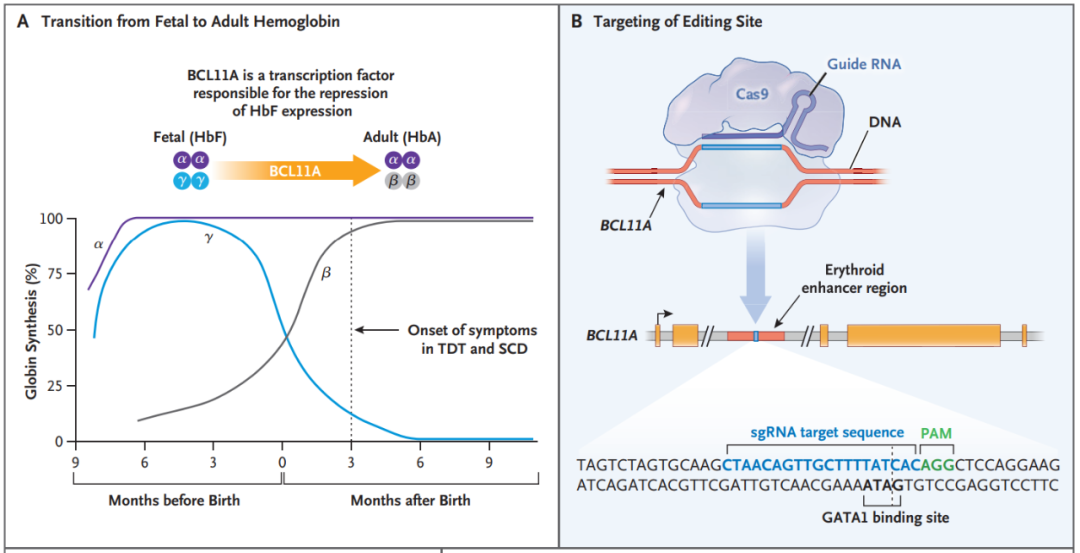 研究团队从健康供体获得了CD34+造血干细胞和祖细胞，然后通过电穿孔导入特异性靶向BCL11A增强子的CRISPR-Cas9基因编辑系统。