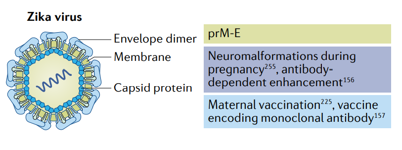 膜和包膜蛋白（prM-E）是针对寨卡病毒的mRNA疫苗常见的抗原选择，因为针对prM-E的中和抗体可以防止病毒融合。