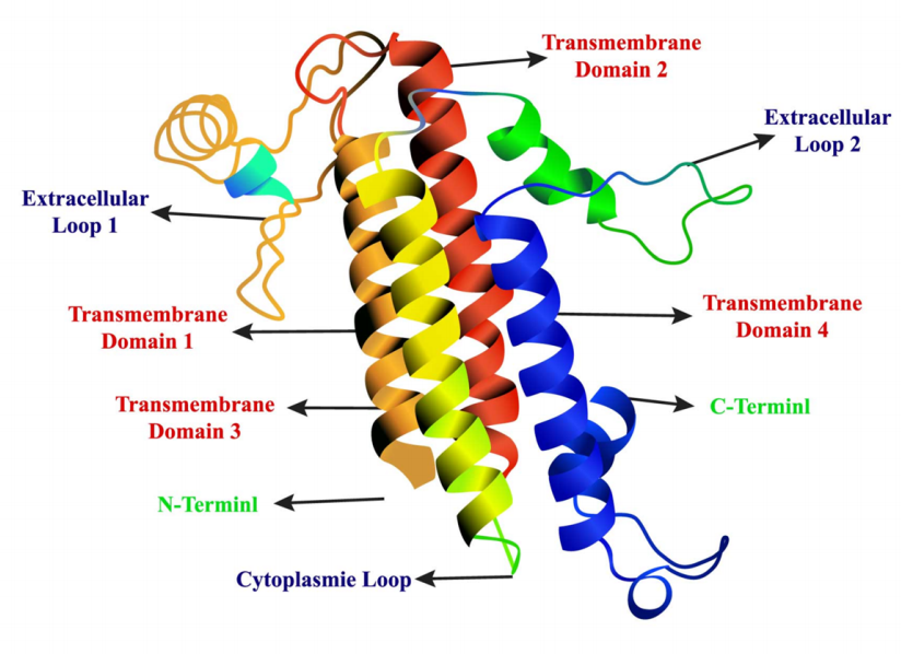 Claudin蛋白结构示意图