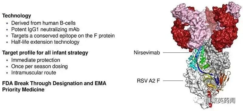 在体外实验中，nirsevimab中和RSV病毒的能力比帕利珠单抗高50倍以上，而在RSV的大鼠肺炎模型里也比帕利珠单抗强9倍。