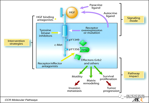 c-Met是一种由MET原癌基因编码、主要在上皮细胞中表达的多功能跨膜酪氨酸激酶，存在于受体酪氨酸激酶(RTKs)介导的信号通路中。