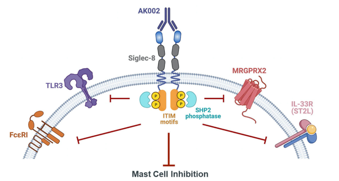 体外和体内研究表明，lirentelimab可以抑制多种肥大细胞活化模式，包括IgE/FcεRI、 IL-33/STL2、Substance P/MRGPRX2和TLR3。