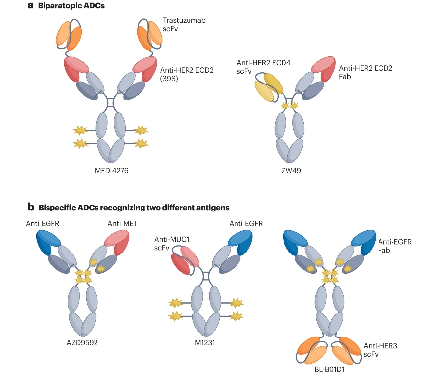 迄今为止探索的设计可分为两种类型：针对同一抗原不同表位的双特异性ADC，以及靶向两种不同抗原的双特异性ADC。