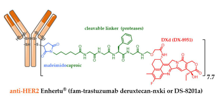 通过对蛋白水解敏感的马来酰亚胺连接体将DXd生物结合到抗HER2曲妥珠单抗半胱氨酸残基上，使得获得均匀DAR为7.7的共轭fam-trastuzumab-deruxtecan nxki（DS-8201a）