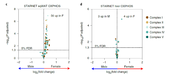  首先，在小鼠和人类脂肪中都发现了雌性特异性线粒体增加