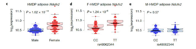 雌性比雄性有更高的Ndufv2表达，在雌性中，携带TT基因型的群体有更高的表达
