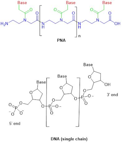 图2. PNA与DNA (单链) 化学结构。