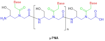 图3. γ-PNA化学结构