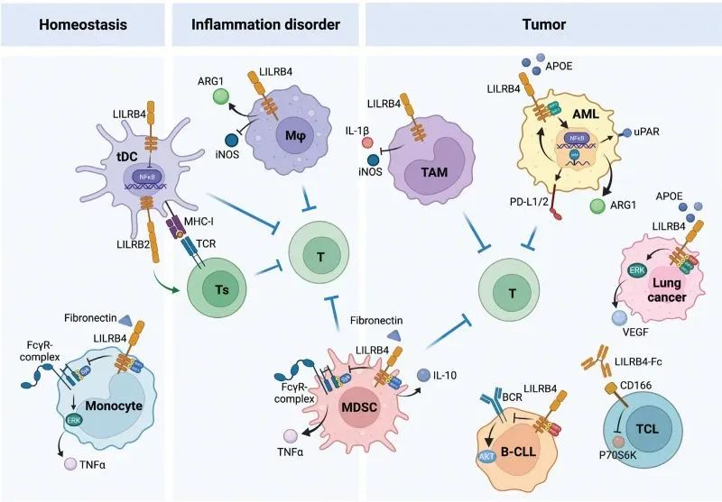 LILRB4成为治疗急性髓系细胞白血病的重要靶点
