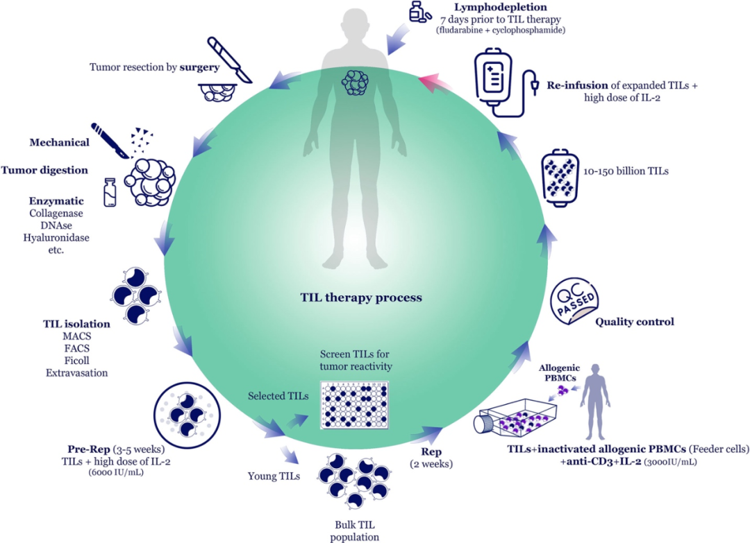 TIL疗法被认为是当前实体瘤免疫治疗领域最 具竞争力和产业化潜力的技术方向之一。